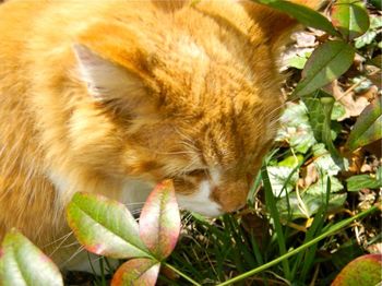 This is the original Little Lord Kitten.  Little Lord Kitten is the latest audio book for Lily Cat Music for Kids, not published yet, but SOON!

