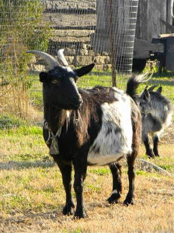 Another goat at home with Mr. Southerland.
