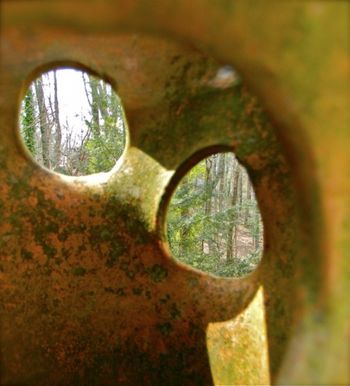 The woods  next to the house, through the eyes of a strawberry jar

