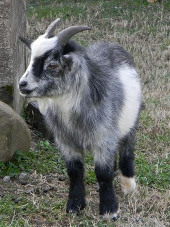 This is either Bambi or Sparky...I can't tell them apart.
