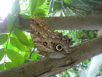 BUTTERFLY @ ARTIS ZOO

