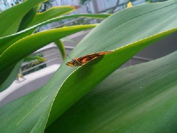 BUTTERFLIES IN ARTIS
