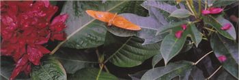Butterfly room at Amsterdam Zoo (Artis)
