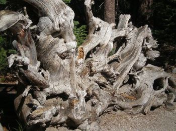 this stump is freaky!
