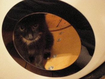 sadie in my new/old drum
