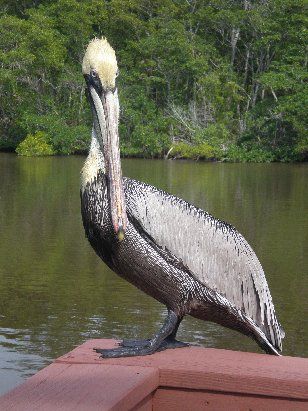 pelican
