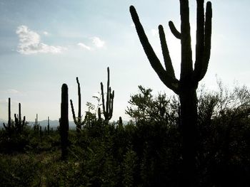 Dusk in the Desert -
