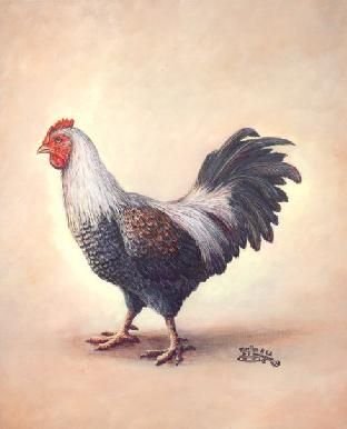 Chicken Ranch Logo
