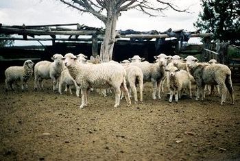 Our Wooly Sheep
