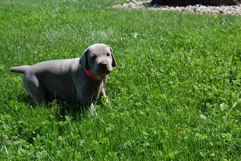 First day on grass
