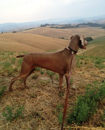 Hunting in Italy
