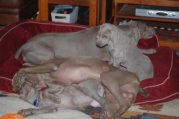 Trooper playing with pups
