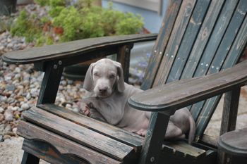 This is my chair!

