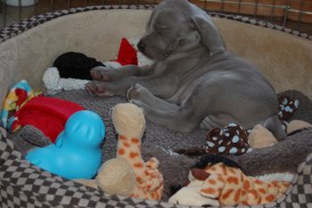 All my toys
