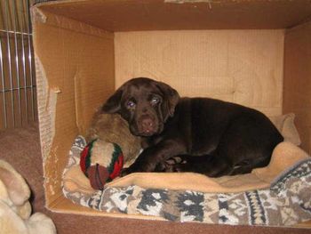 Donna voor de boswandeling..........
