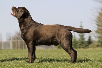 Grizzly 5 jaar en 4 maanden
