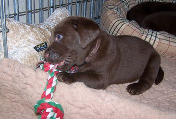 Tom is al met de kerstversiering bezig.
