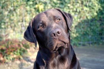 Chipper 18 maanden
