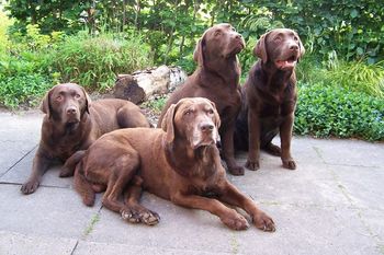 Phoebe, Murphy, Penny en Beau (7mnd)
