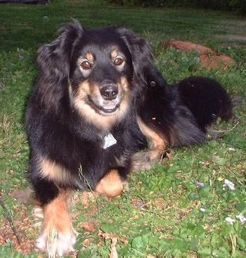 Django the wonder dog!
