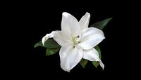 Rest in Pieces: In Memory of Opera | Bard Conservatory