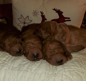 Frannie's Pups Day 8
