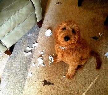 What Makes You Think I Did This??
