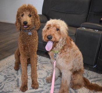 Maui and Frannie
