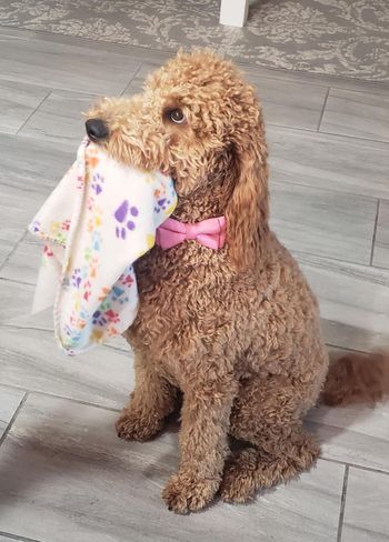 Rosie 9 months/Frannie's litter

