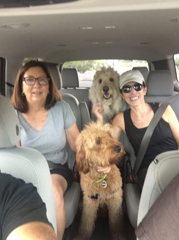 Goldendoodles Love Car Rides
