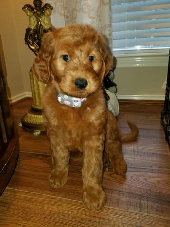 Frannie 8wks
