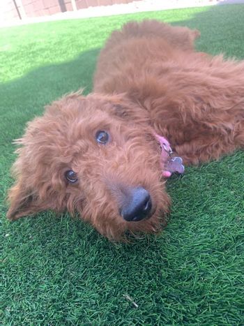 Poppy 9 months/Frannie's litter
