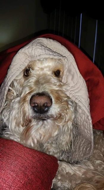 Love My Blankie
