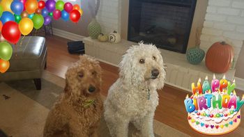 Happy 1st Birthday Frannie
