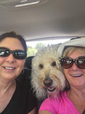 Goldendoodles Love People!
