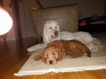 Frannie and Charlee After a Walk
