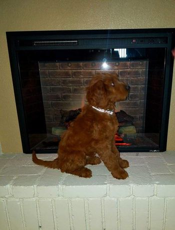 Frannie 10wks

