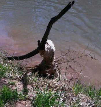 Charlee's Idea of Fetch The Stick!
