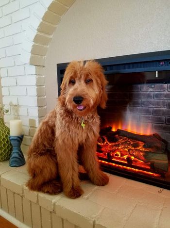Frannie 1 year

