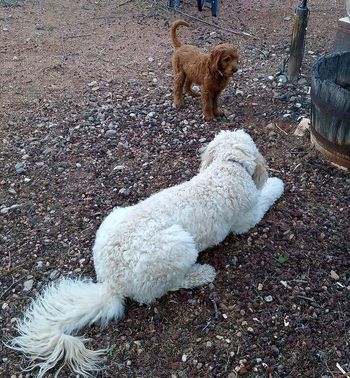 Frannie and Charlee
