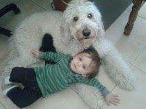 Goldendoodles Love Children!
