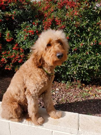 Frannie 2 years Old
