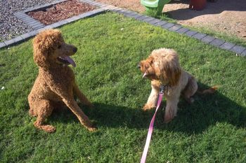 True Love! Maui and Frannie
