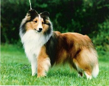 Lorain's Ms. Demeanor "Becky" Her greatest contribution was in the whelping box, where she produced BISS Am/Can. Ch. Lorain's Repeat Performance, CD,PT,VC, Lorain's Third Times A Charm, PT, Lorain's The Big Red One, HS, CD,RN, and Lorain's Sneak Preview, CD,HS,NA, NJWW. CGC. TT. Photo by Chris Menely Lynch
