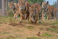 Craig & The Crawdads at Run Through the Jungle 5K - To Benefit the Exotic Feline Rescue Center
