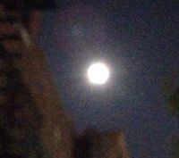 Moon Goddess at Silvana NYC