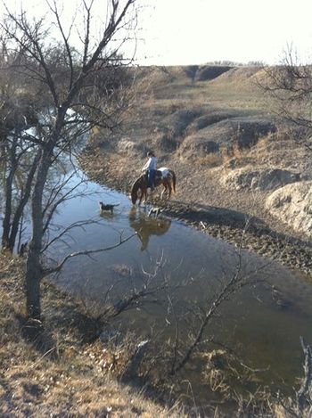A great fall picture of a usual ride, Jenn pictured with gelding, Two Eyed Dreamer and the blue heeler clan.
