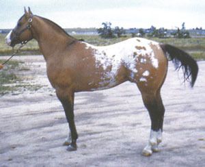 ApHc Hall of Fame 1988 A LEADING SIRE OF HALTER AND PERFORMANCE WINNERS. SIRE OF 3 MEDALLION WINNERS, 2 WORLD CHAMPIONS, 6 NATIONAL CHAMPIONS, 8 RACE STARTERS, 3 WINNERS Most all of our horses go back to BEB, we believe he is one of the most influential horse in Appaloosa history
