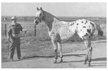 ApHC Hall of Fame 1988. 1962 National Champion Get of Sire. World & National Champion Sire. Champion Running Sire X2. First place in the 220 yard race in 1956. Sire of 3 World Champions, 9 National Champions and 1 Running Champion. Joker B was the unexpected result of 52 years of planned breeding by Jack and Dan Casement at their ranch in northern Colorado. Blue Vitrol, a blue roan mare the Casements had purchased from Coke Roberds produced a foal with a loud blanket on his hips. The Casements were in the Quarter Horse business. Spotted horses were not welcome at that time in the Quarter Horse world. The sire of this spotted colt was Red Dog –AQHA P-55. Blue Vitrol provided the Appaloosa influence for her foal. Vitriol’s dam was a mare named Leopard. Leopard was by the great Quarter Horse foundation sire, Old Fred. Most of our horses either go back to Joker B or his sire, Red Dog. Red Dog has heavily influenced almost all Quarter Horses and Appaloosas of today.
