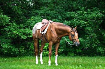 This colt's sire, Heroes Sip Chivas
